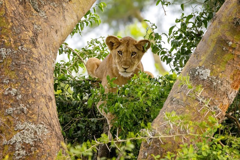 Uganda: 5 razões para conhecer o país