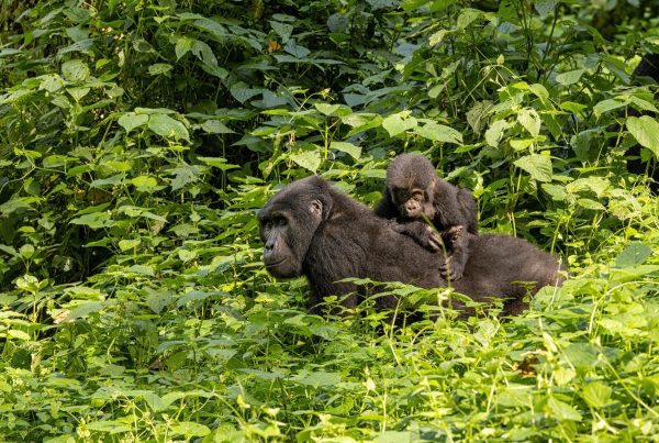 Uganda: 5 razões para conhecer o país