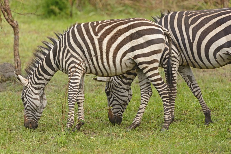 Uganda: 5 razões para conhecer o país