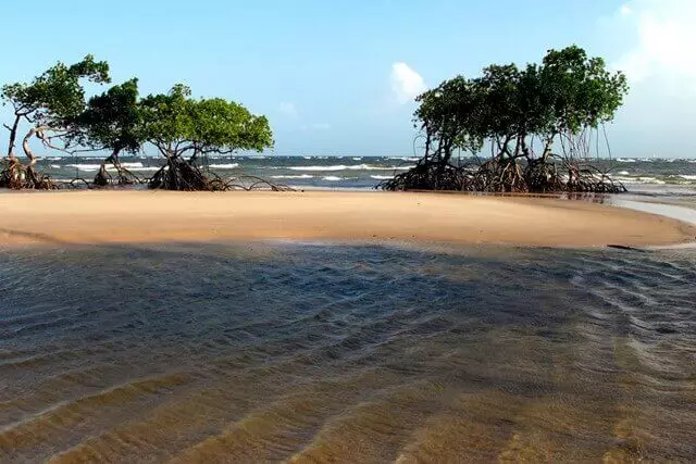 praia e árvores