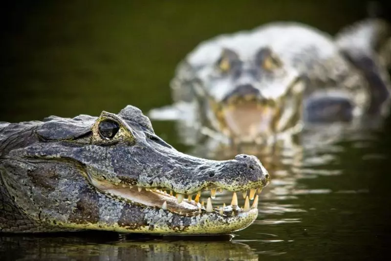 Safári Fotográfico pelo Pantanal