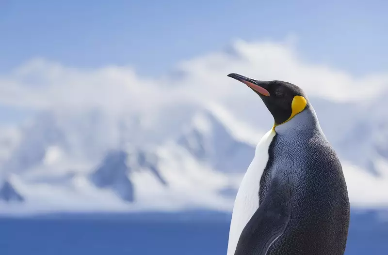 Pinguim na Antártica