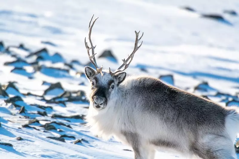 Viagem para o Ártico: como planejar uma expedição polar