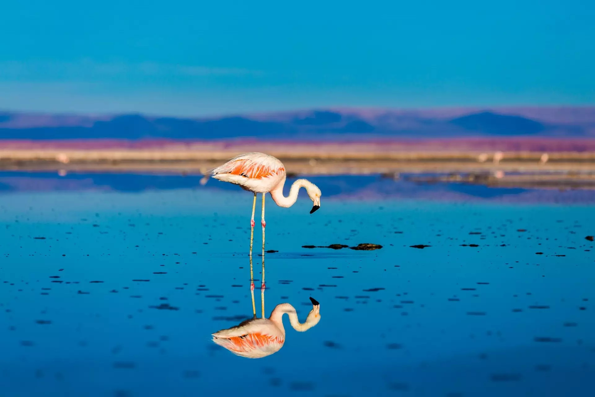 Você poderá ver esse lindo animal durante o Réveillon no Deserto do Atacama.