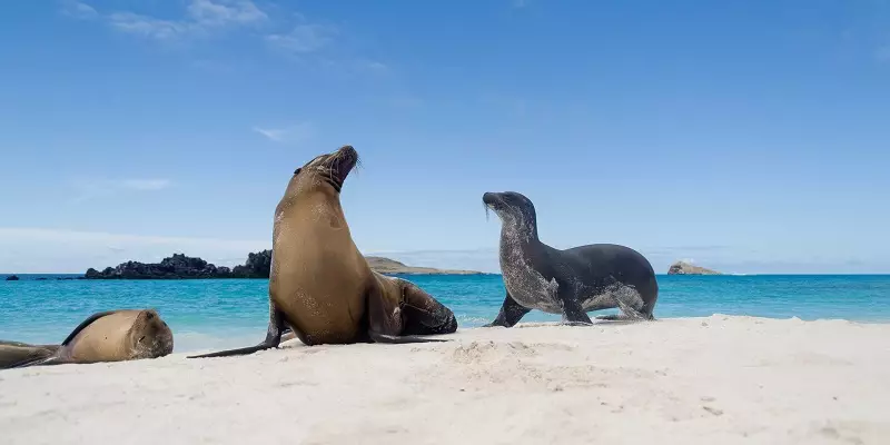Vida animal em Galápagos, Equador