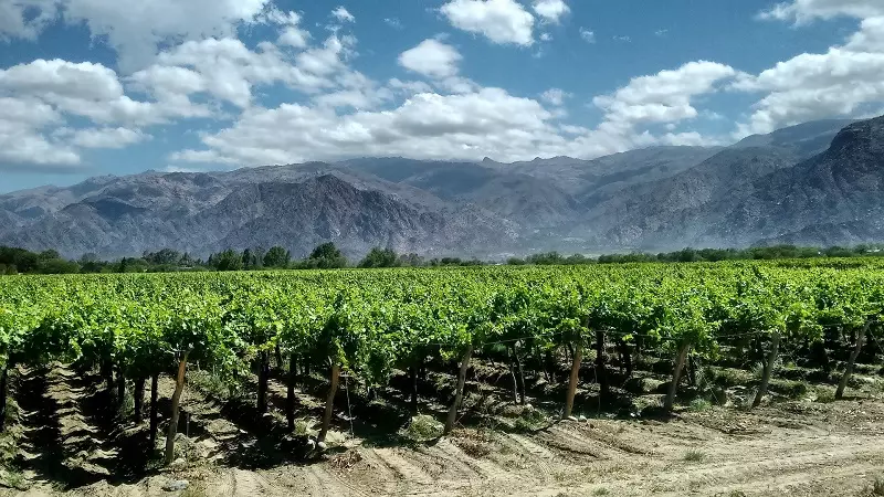 Vinícola no Norte da Argentina