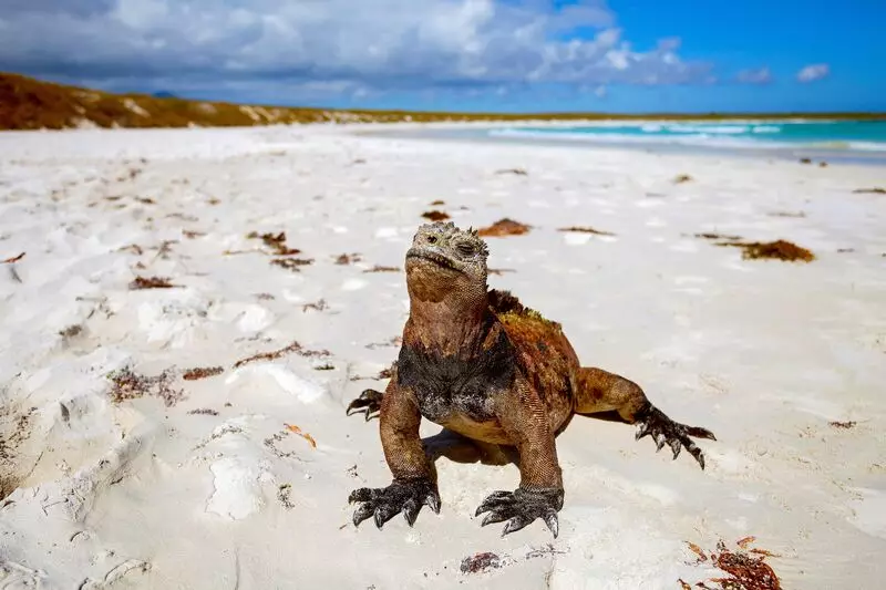 Galápagos, inspiração para Charles Darwin na Teoria da Evolução