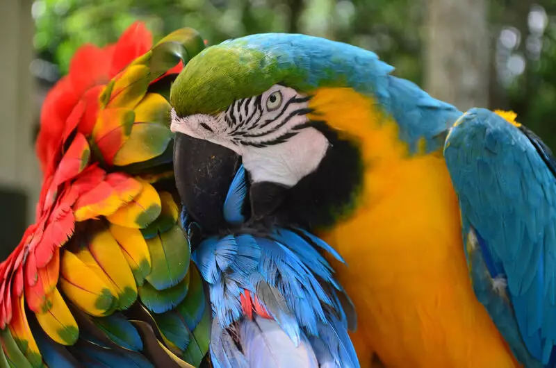 A biodiversidade de fauna é um dos grandes atrativos da Amazônia