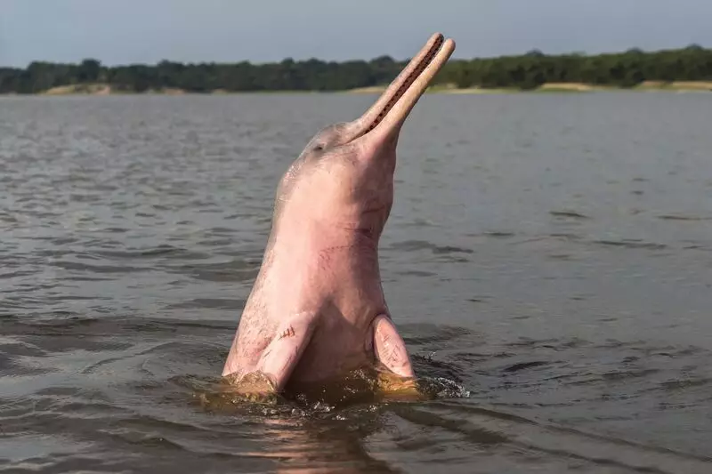 Boto cor de rosa na Amazônia