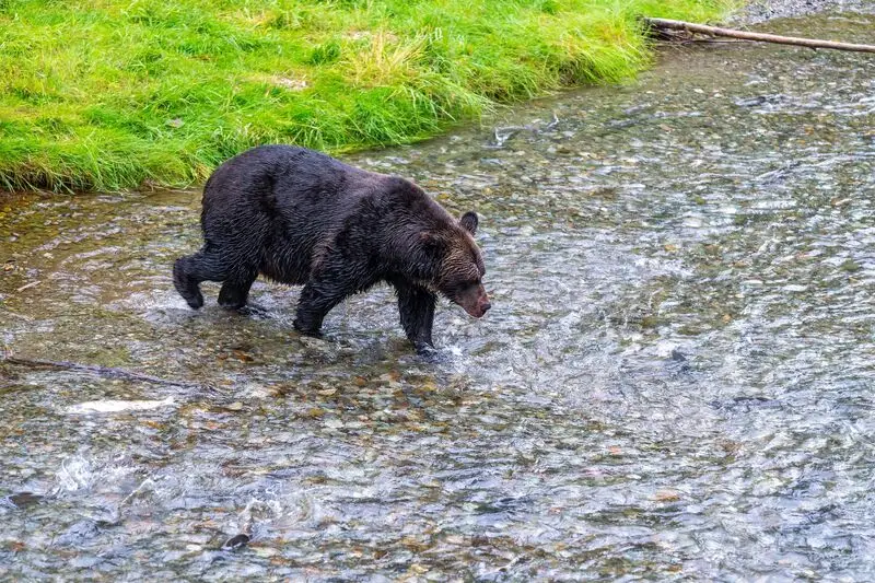 Urso pardo no Alasca