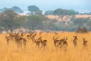 Grant's,Gazelle,Herd,In,Murchison,Falls,National,Park,,Uganda,,East